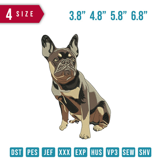 Bull dog Sit