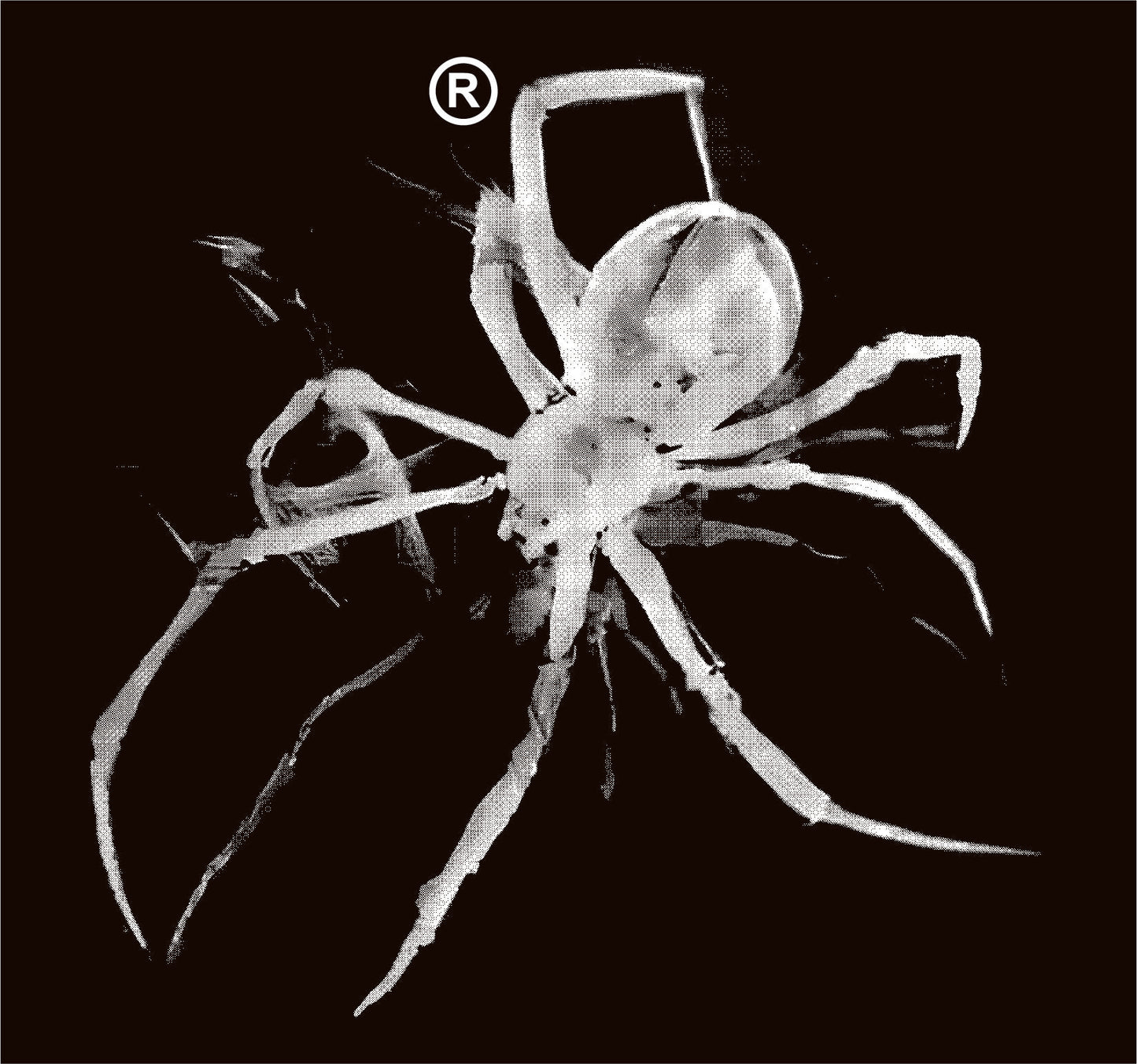 Spider white dtf