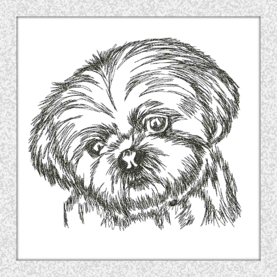 Dog Shih Tzu