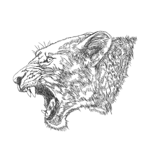 Tiger Scribble