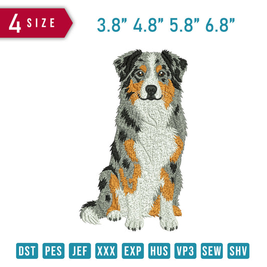 Australian Shepherd C