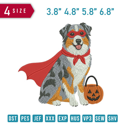 Australian Shepherd Dog Pumpkin B