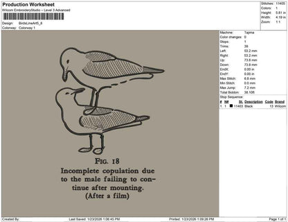 Birds Line Art