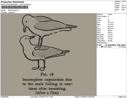 Birds Line Art