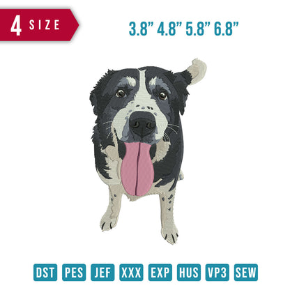 Border Collie Dog