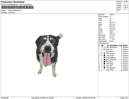 Border Collie Dog