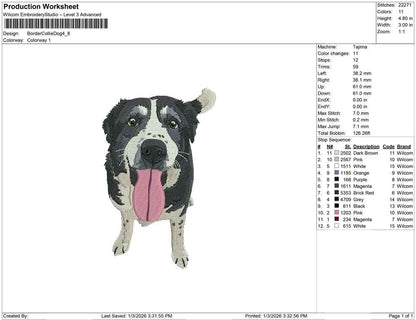 Border Collie Dog