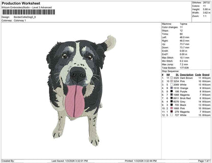 Border Collie Dog