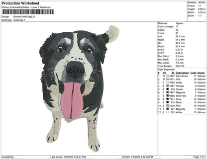 Border Collie Dog
