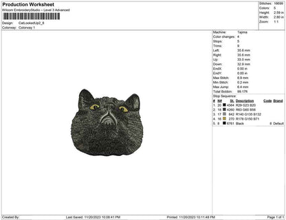 Cat looked up