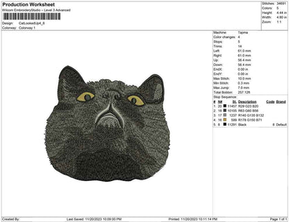 Cat looked up