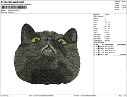 Cat looked up