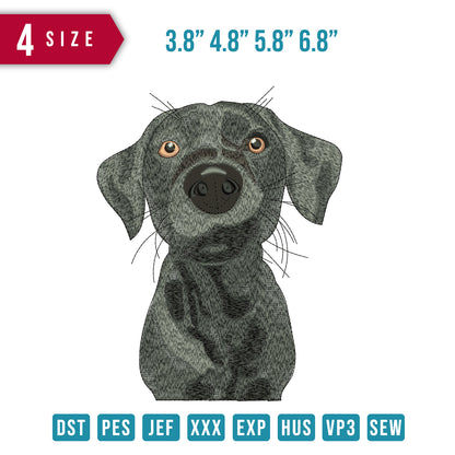 Dog Labrador