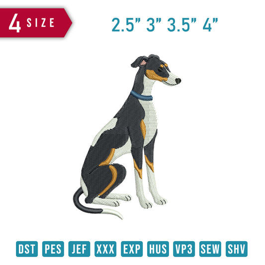 Greyhound Dog C