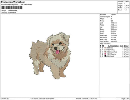 Maltese Dog