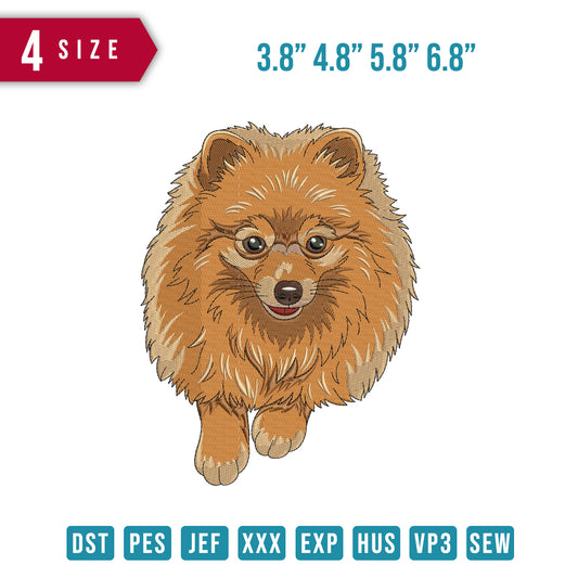 Pomeranian Dog