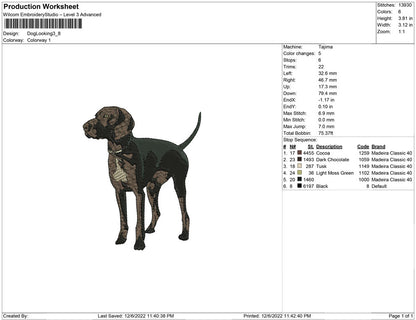 Dog Look